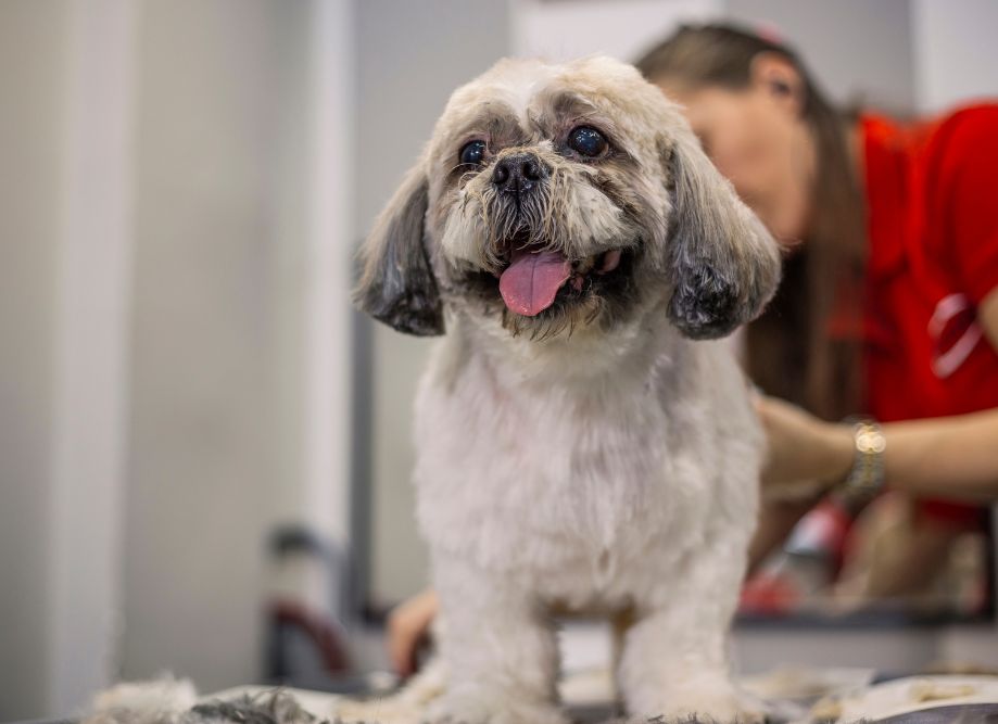 Dog Grooming in Auckland Pets in the City